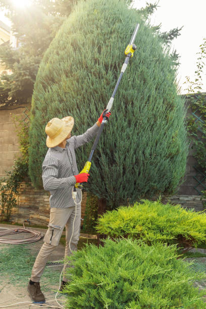  , USA Tree Removal and Landscaping Services Pros